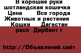 В хорошие руки шотландская кошечка › Цена ­ 7 - Все города Животные и растения » Кошки   . Дагестан респ.,Дербент г.